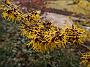 Hamamelis Orange Beauty